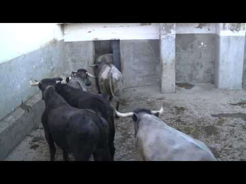 EMBARQUE DE LOS TOROS A MADRID