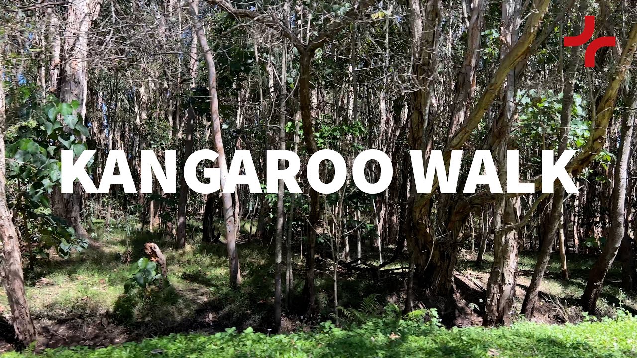 Embark on a walking tour at Coombabah Lakelands Conservation Area.