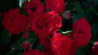 I&#39;m Drinking from my Saucer because my cup has overflowed