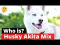 Husky Akita Mix: Interesting Facts and Traits of this mix-breed 🐕