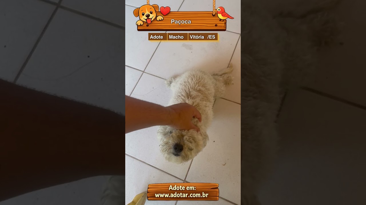 Cachorro raça Poodle idade 1 ano nome Paçoca