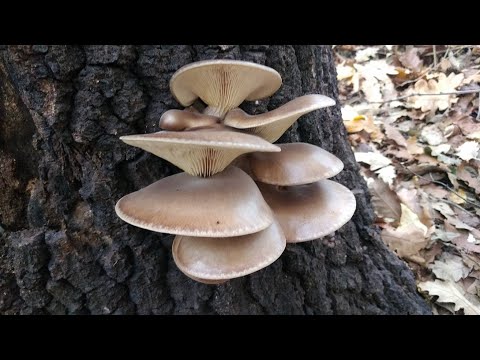 Lovio sam Bukovaču a ulovio sam Modrikaču! Potraga za gljivama!