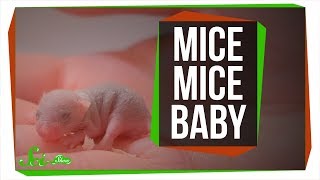 How Researchers Made Mice Pups from Two Moms and Two Dads | SciShow News