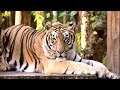 Tiger's Long Claws Become A Problem