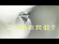 avianfile1 ハクセキレイ【隙間の野鳥解説】