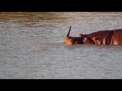 Djuma: Hippo and his stick playing - 16:10 - 05/17/20