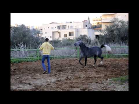 Loaloaet al jamal  By  Nadel al Jamal