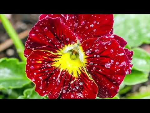 Opwekking 228 Wij zijn hier bijeen in Jezus' naam