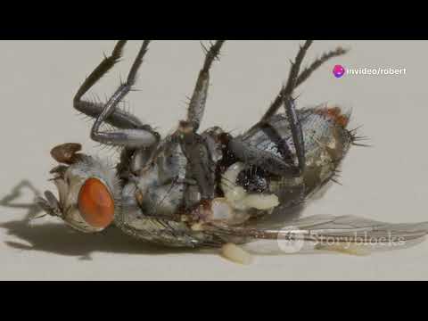 The Nairobi Fly: Nature's Tiny Dragon