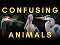 Animals People Often Mix Up Part 2