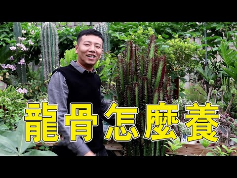 龍骨仙人掌風水