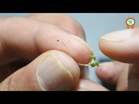 ماذا يزرع في شهر سبتمبر اكتوبر نوفمبر ديسمبر الزراعة الشتوية