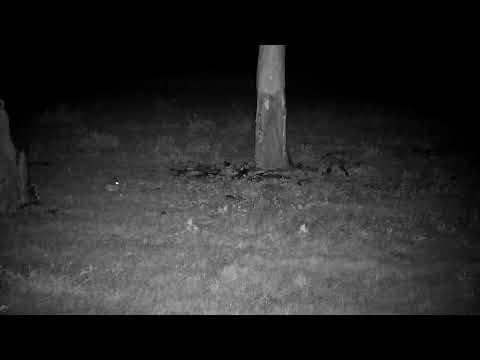 Djuma Private Game Reserve Live Stream