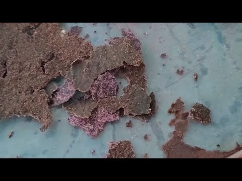 Drożdże z wina jako jedzonko dla dżdżownic kalifornijskich?