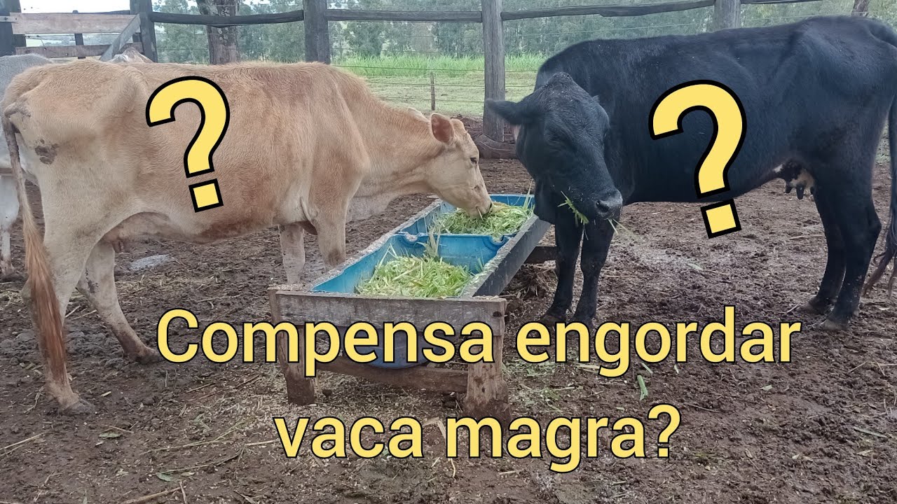 Compensa engordar vacas de descarte?