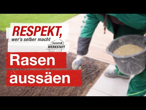 Sowing lawns correctly | toom workshop