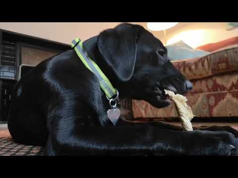 download lagu mp3 mp4 Beef Bladder Dog Treats, download lagu Beef Bladder Dog Treats gratis, unduh video klip Beef Bladder Dog Treats