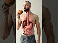 What Really Happens After You Eat A Burger 3D Human Digestion Animation