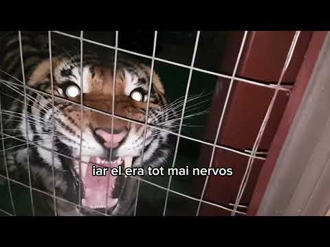 Poveste terapeutică pentru copii 10-13 ani “Tigrul singuratic”