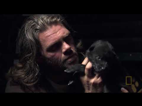 Humano ensinando um lobo a  uivar