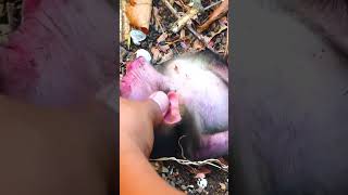 A new born Monkey Baby falling down from tree 🌴p31 #shorts #animals #monkey #wildlife