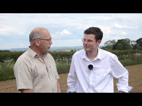 myKWS Maize - Soil beds