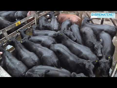 29 01 21 - MERCADO DE LINIERS CONSUMO 5 ESTRELLAS