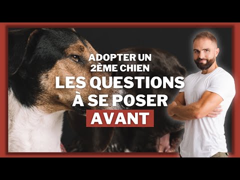Adopter un second chien : les questions à se poser en matière de dressage canin