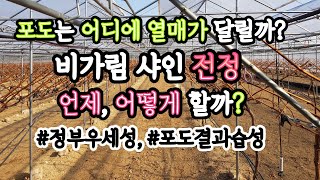 샤인머스켓 동계전정 언제, 어떻게? #결과습성 #정부우세성