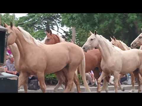 DESFILE TRADICIONALISTA. 32 FIESTA NACIONAL DE LA GUITARRA.   DOLORES.  2026. PARTE 2