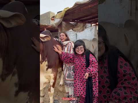 Girls shokeen 😊 subscribe ❤️ #fypシ゚viral #100kvews #cowlover #shortvideo