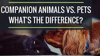 Companion Animals vs. Pets – What You Need to Know as a Northern Virginia Homeowner