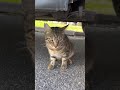 Thoughtful Tabby Beauty And Tuxedo Friend Stray Cats