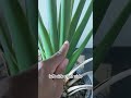 Is my Bird of Paradise plant flowering? #plants #houseplants #planttips