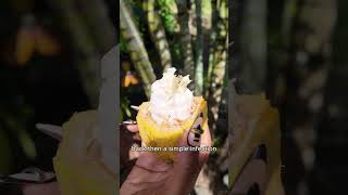 Slavery in French Caribbean