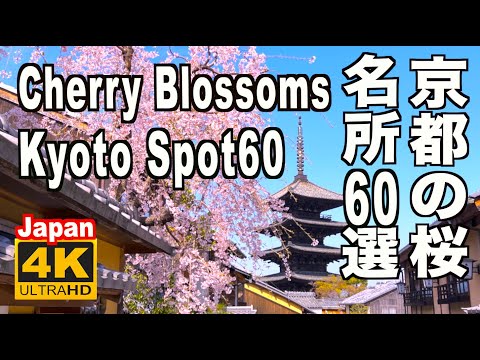 🇯🇵4K 京都の桜名所60選 Kyoto Cherry Blossom Spot 60（sakura) Japan 京都観光 旅行 案内 満開 花見 清水寺 平安神宮 嵐山 哲学の道 醍醐寺 二条城