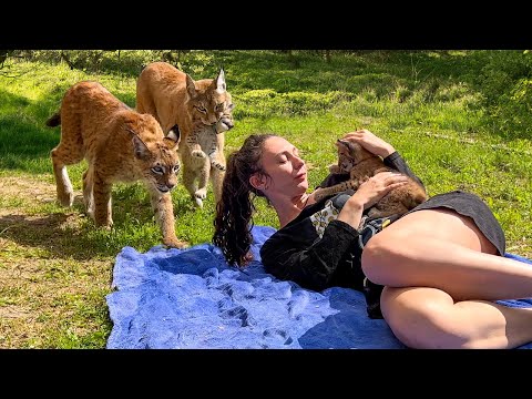 LYNXES WITH KITTENS staged a showdown with Simba/Singapurа kitten offended because I cut his claws