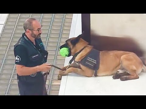Le premier jour de travail d'un chien k9 Vidéos drôles de chiens