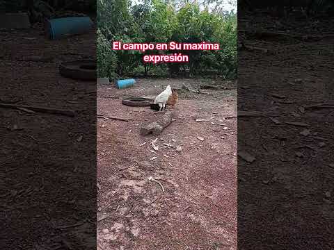Así se cuida la finca en cumaribo vichada .#cumaribo #perros #gallos #campo #llanos #granja#colombia