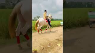 Horse lover WhatsApp status | Horse Status | horse shorts | Horse status | #punjab #horse #shorts
