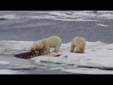 Белые медведи едят моржа на льдине в Чук