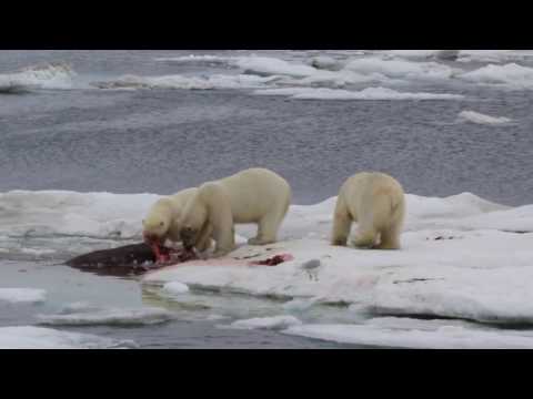 Белые медведи едят моржа на льдине в Чукотском море