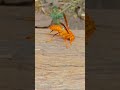 What's Local Name of this Biting Insect .