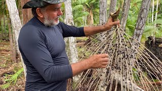Açaí bunches drying out before ripening - how to fix it! #agro #rural