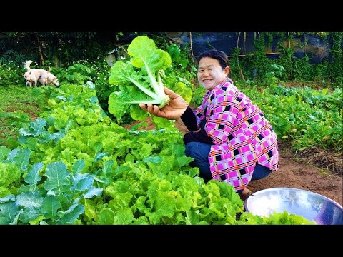 , title : 'วิธีปลูกผักกาดขาว : How to Grow Chinese Cabbage : 如何种植大白菜'