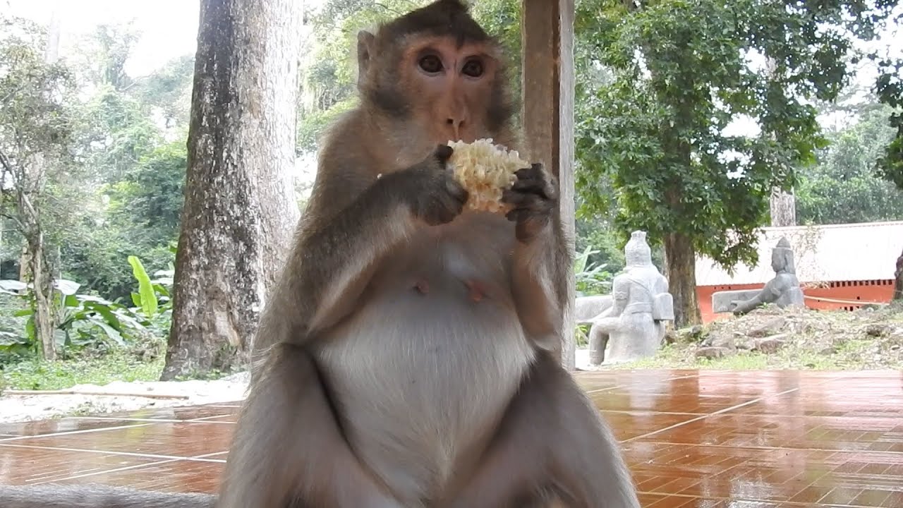 Pregnant Monkey Anna Looking For New Baby Born