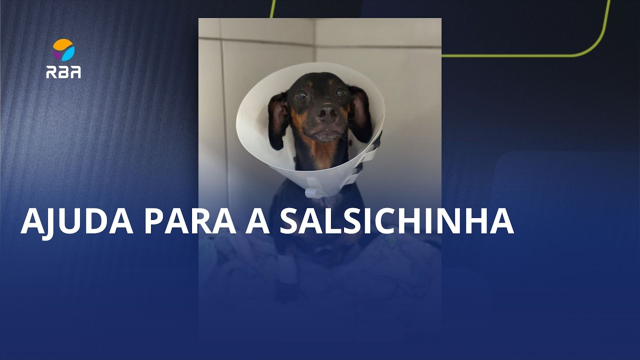 Ajuda para a Salsichinha”. Tutora cria campanha após cirurgia na coluna