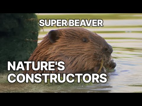 Super Beaver | Nature's Constructors