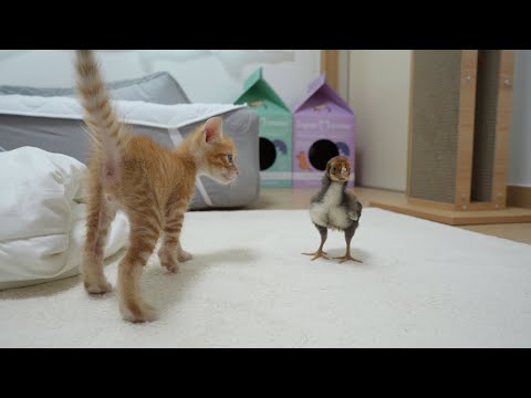 Niedliches Verhalten von Babykatzen, die sich mit Küken anfreunden wollen