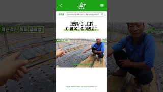 폭염에도 쪽파가 쑥쑥? '50% 차광막'의 마법 #shorts #farming